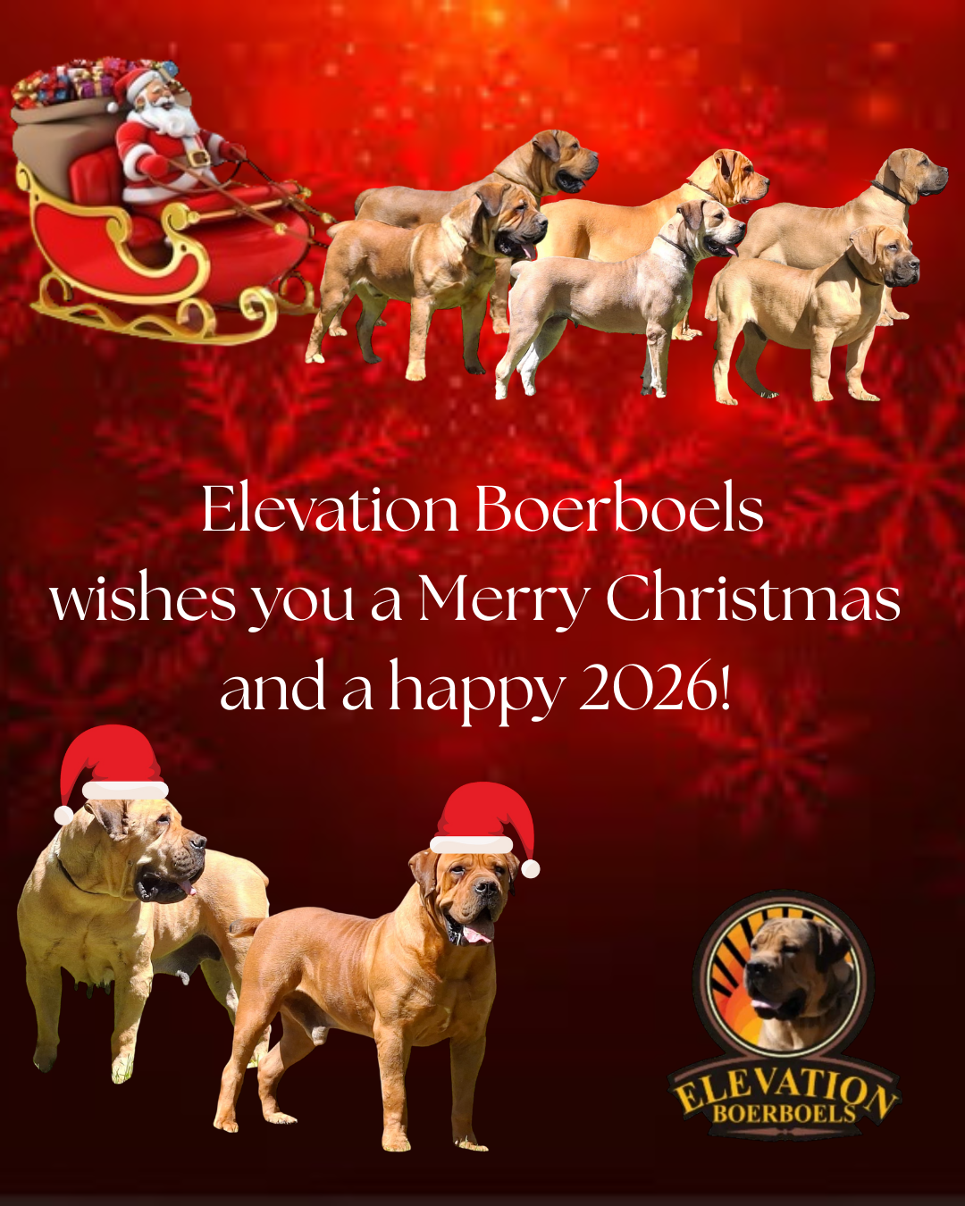 Elevation Boerboels wishes you a Merry Christmas and a happy 2026!